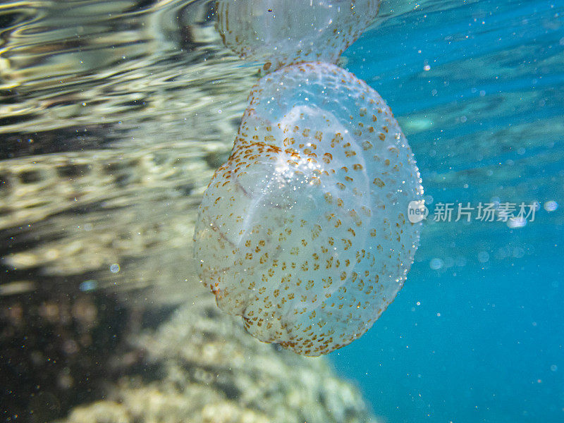 死的夜光水母在地中海，布拉瓦海岸- Palamós，卡拉福斯卡